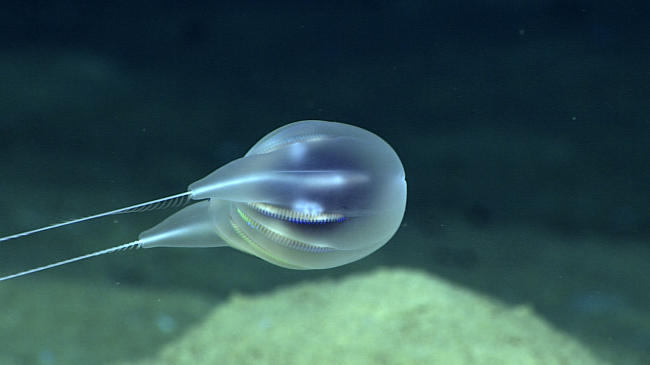 deep sea comb jelly