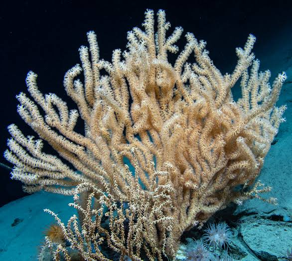 deep-sea-coral
