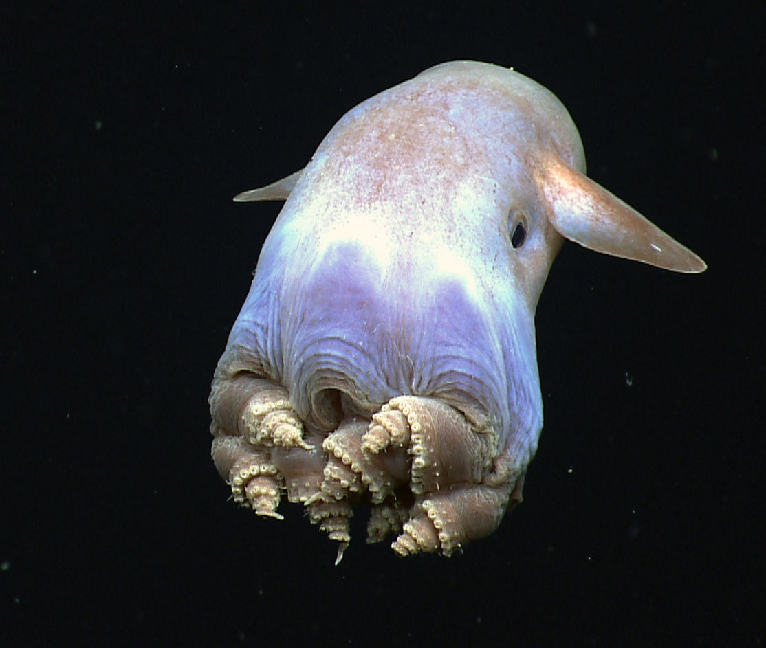 the dumbo octopus