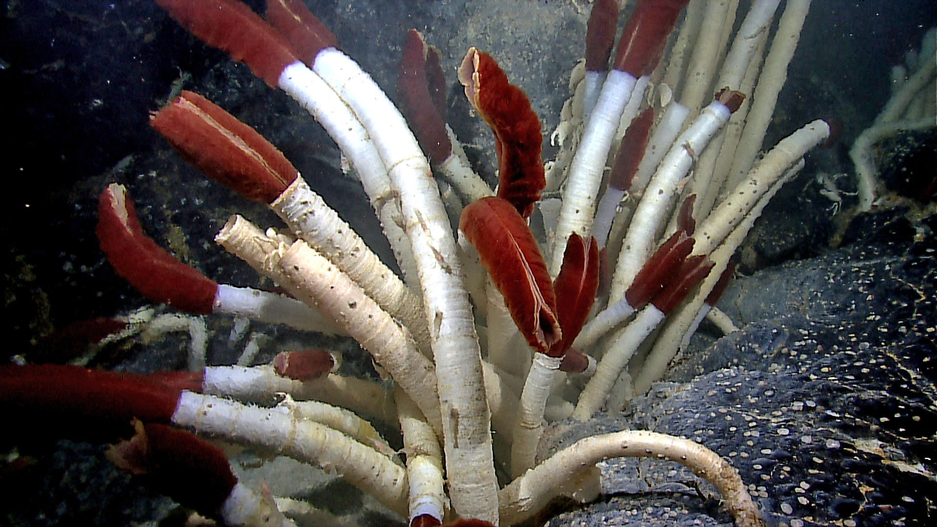 giant tube worms