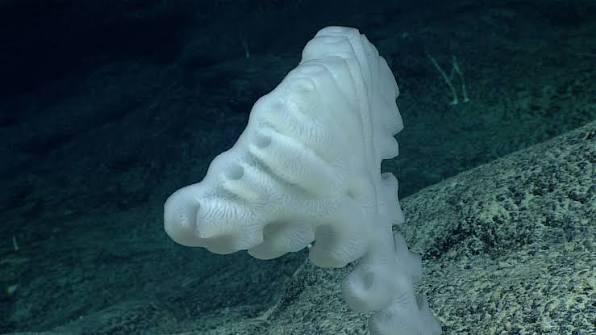glass sponge reef