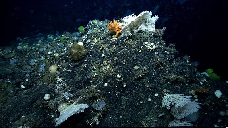 sea mount